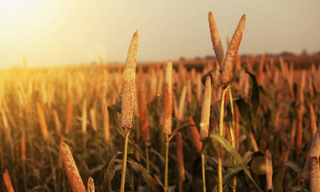 Centre’s Millet Initiative Expected to Boost Tamil Nadu’s Grain Policy