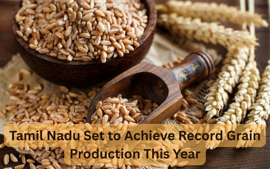 Tamil Nadu Set to Achieve Record Grain Production This Year