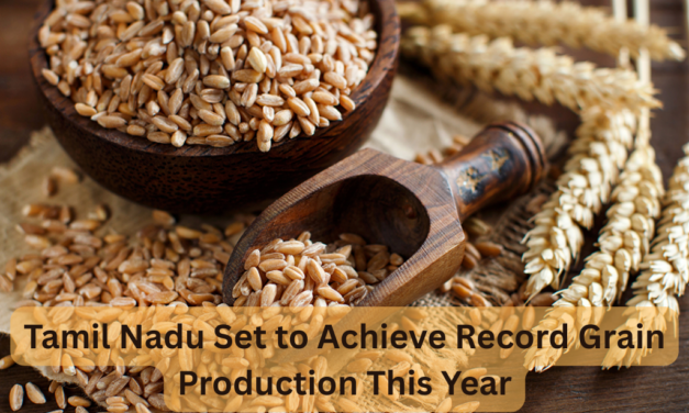 Tamil Nadu Set to Achieve Record Grain Production This Year