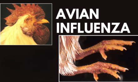 India’s Poultry Industry Recovers Strongly Post Avian Flu Outbreak