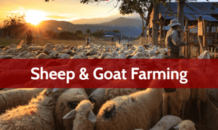 Government Policies Support the Growth of Sheep and Goat Farming