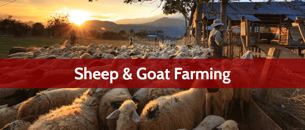 Government Policies Support the Growth of Sheep and Goat Farming