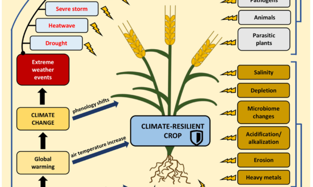 Climate-Resilient Crops Introduced to Combat Changing Weather Patterns