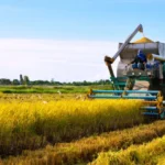 Rice Harvesting and Transportation Are Revolutionized by Dual-Unloading Mode