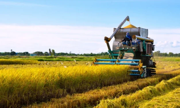 Rice Harvesting and Transportation Are Revolutionized by Dual-Unloading Mode