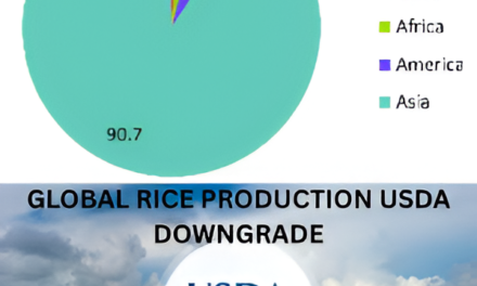 “Global Rice Production Reaches Historic High Despite USDA Downgrade”