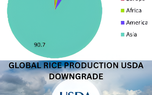 “Global Rice Production Reaches Historic High Despite USDA Downgrade”
