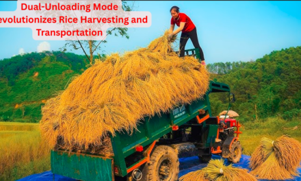 “Dual-Unloading Mode Revolutionizes Rice Harvesting and Transportation”