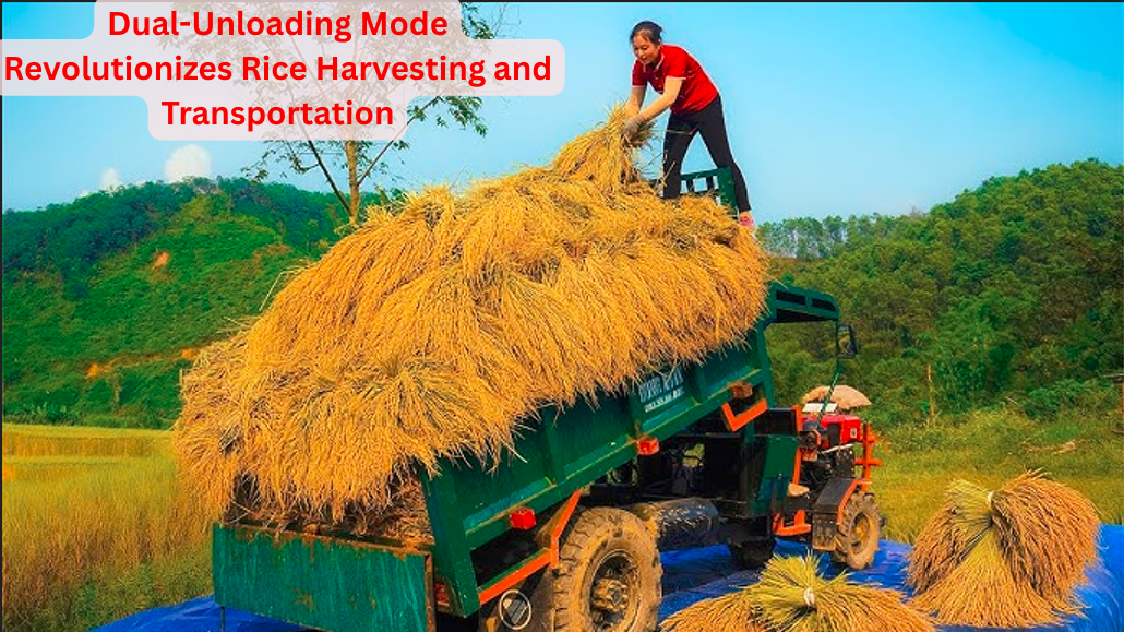 “Dual-Unloading Mode Revolutionizes Rice Harvesting and Transportation”