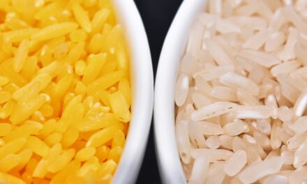 Rice Varieties With Genetic Modification to Increase Yields and Fight Climate Change