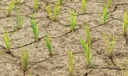 The Effect of Severe Weather on Rice Production: Handling the Difficulties of Climate Change