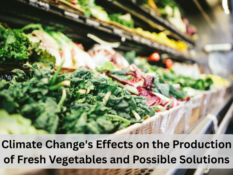 Climate Change’s Effects on the Production of Fresh Vegetables and Possible Solutions
