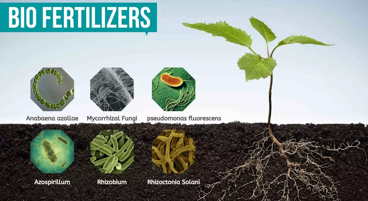 How do biofertilizers contribute to sustainable agriculture?