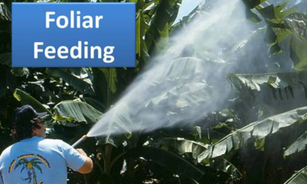 How does foliar feeding differ from soil application of fertilizers?
