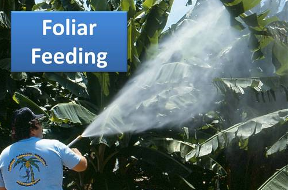 How does foliar feeding differ from soil application of fertilizers?