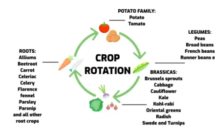 How does crop rotation affect fertilizer use?