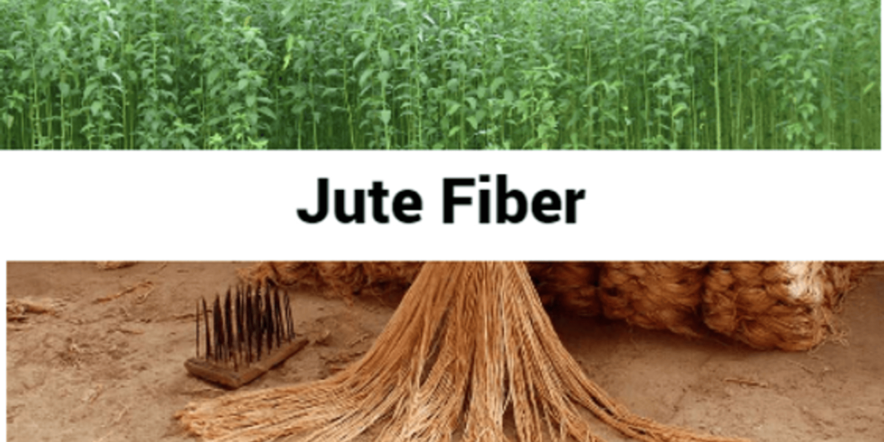 How is jute fiber extracted and processed from the plant?