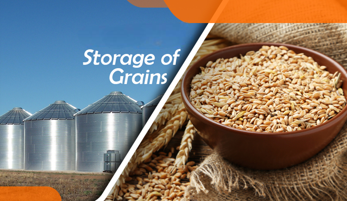 How does grain storage affect the quality of processed products?
