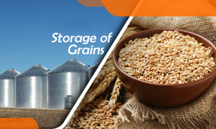 How does grain storage affect the quality of processed products?
