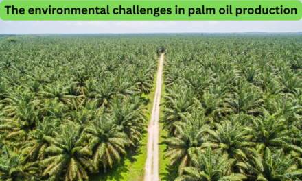 What are the environmental challenges in palm oil production?