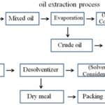 How do oil extraction processes impact the flavor profile of oils?