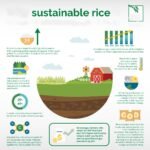 What are the best practices for sustainable rice farming?