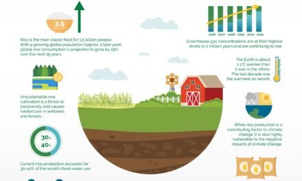 What are the best practices for sustainable rice farming?
