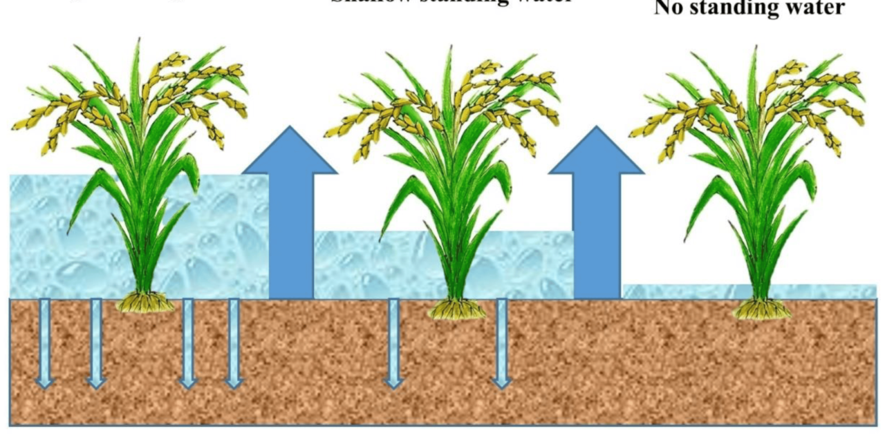 What is the role of water management in increasing rice yield?