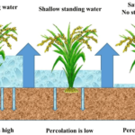 What is the role of water management in increasing rice yield?