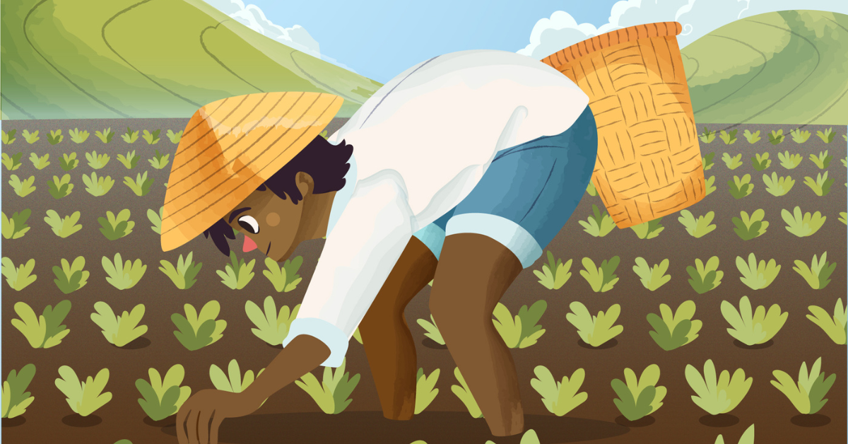 How can farmers mitigate the effects of pests in rice cultivation?