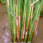 What are the common diseases affecting rice crops, and how can they be managed?