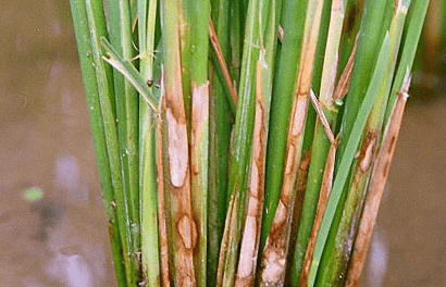 What are the common diseases affecting rice crops, and how can they be managed?
