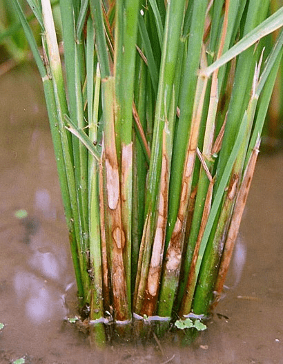 What are the common diseases affecting rice crops, and how can they be managed?