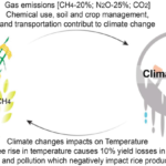 How does climate change affect rice production?