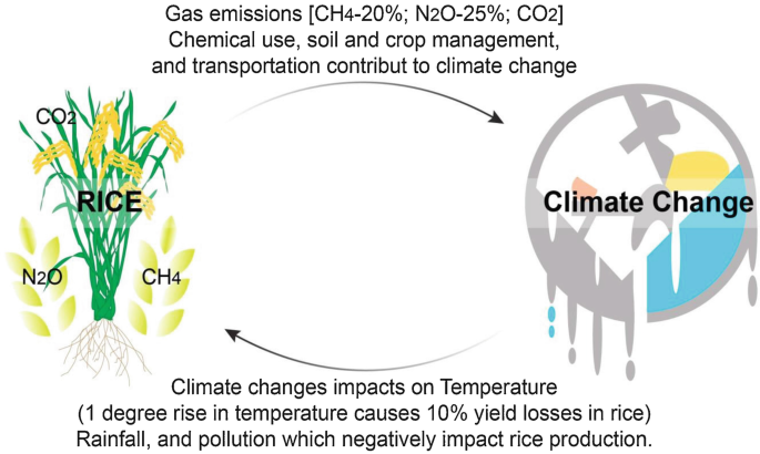 How does climate change affect rice production?
