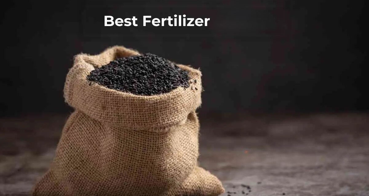 What are the best fertilizers for maximizing rice production?