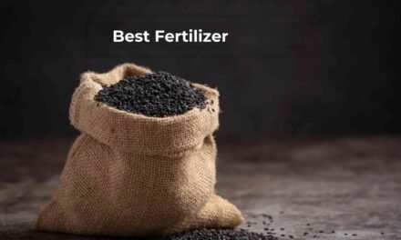 What are the best fertilizers for maximizing rice production?