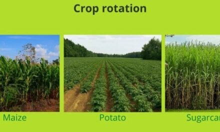 How can crop rotation benefit rice farming?