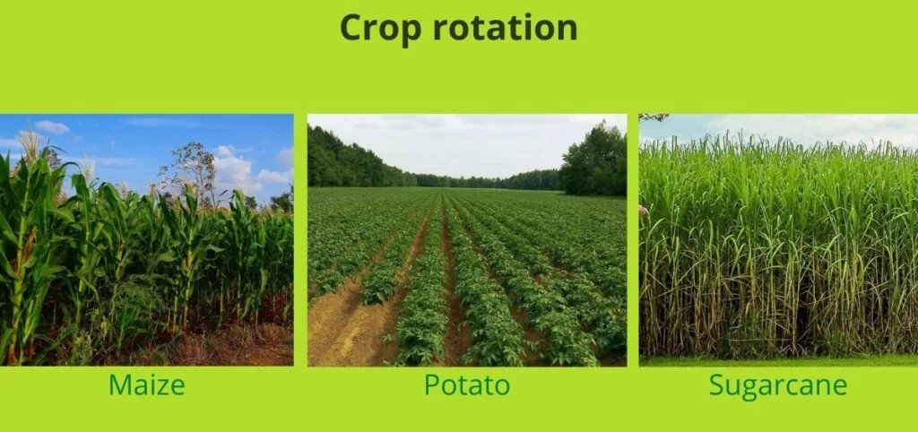 How can crop rotation benefit rice farming?