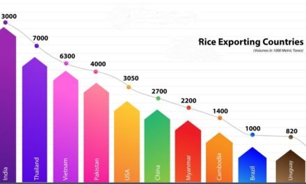 What are the export opportunities for rice producers in developing countries?