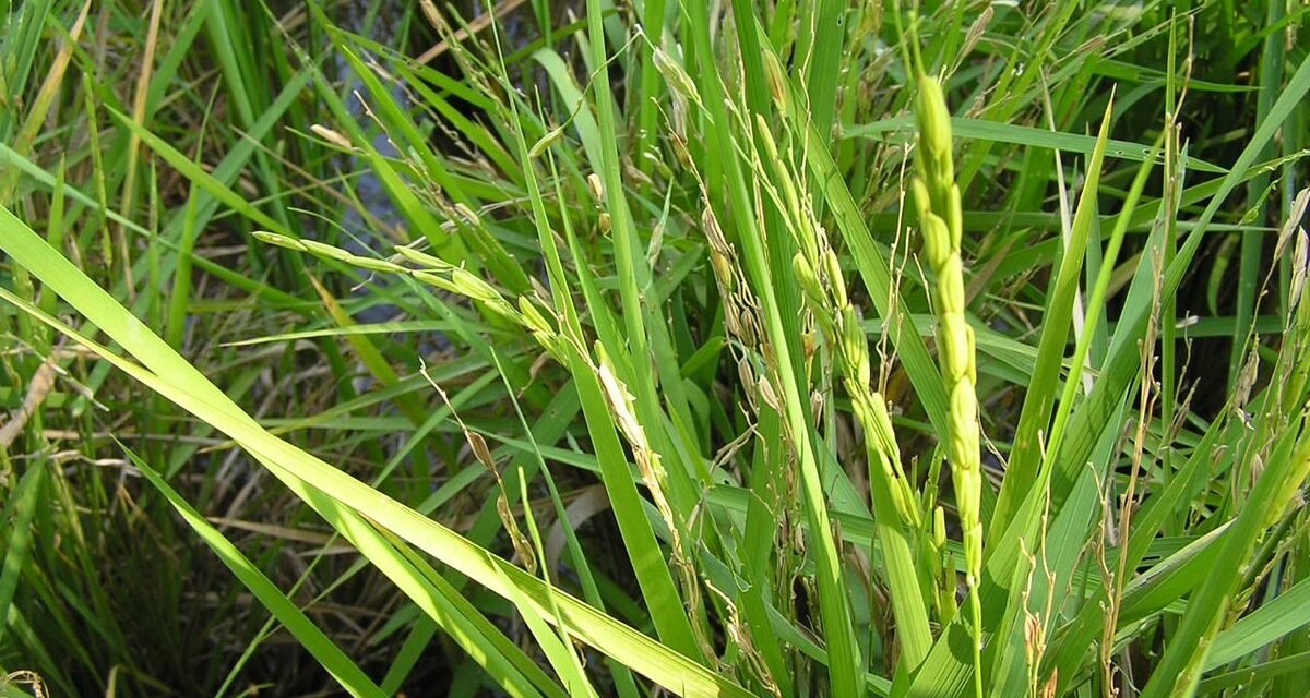 How does soil health affect rice cultivation?