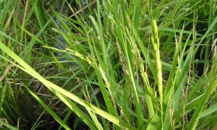 How does soil health affect rice cultivation?
