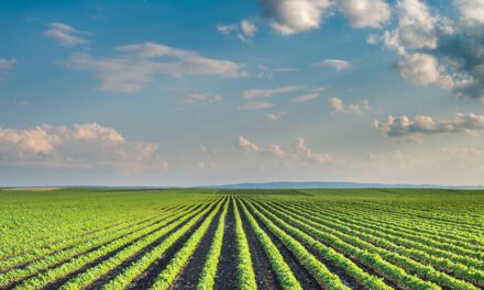 What innovations are shaping the future of rice cultivation?