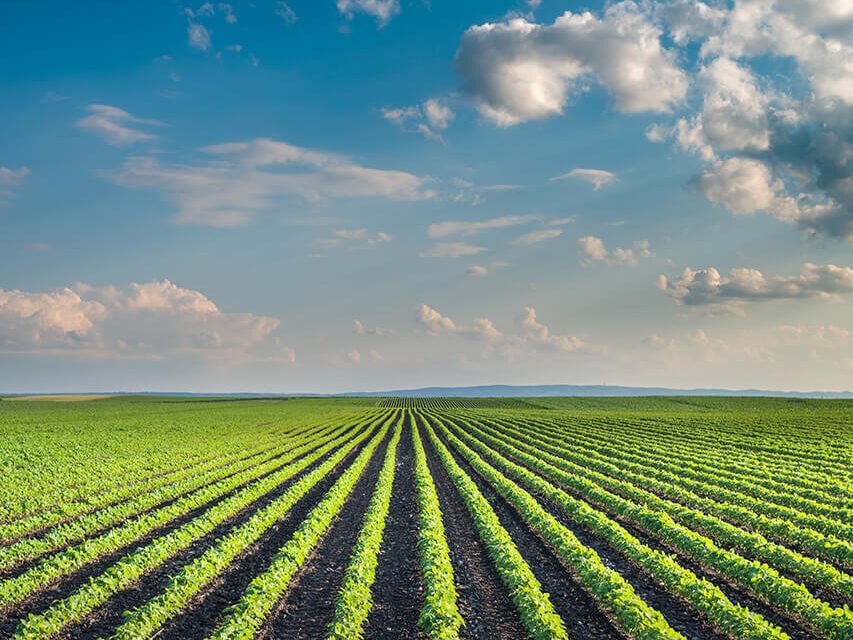 What innovations are shaping the future of rice cultivation?