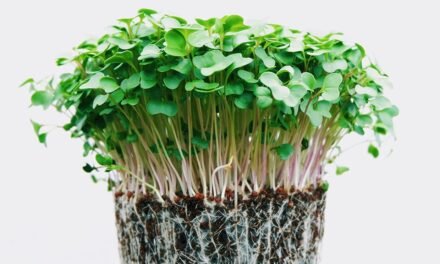 What are the most profitable vegetables to grow in small-scale farming?