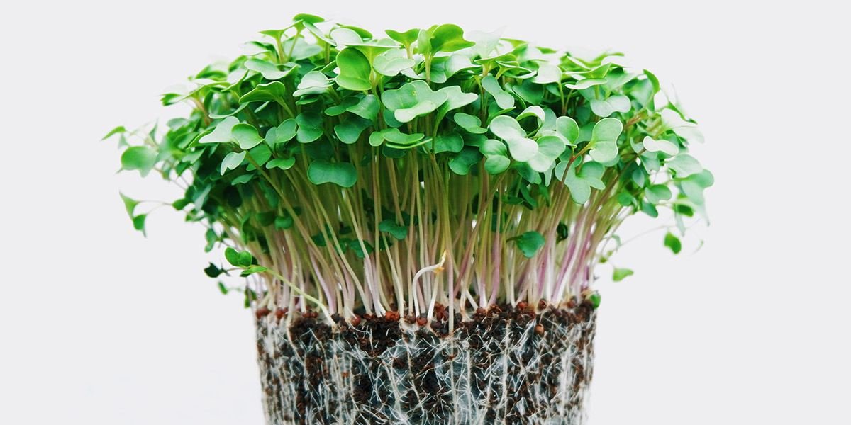 What are the most profitable vegetables to grow in small-scale farming?