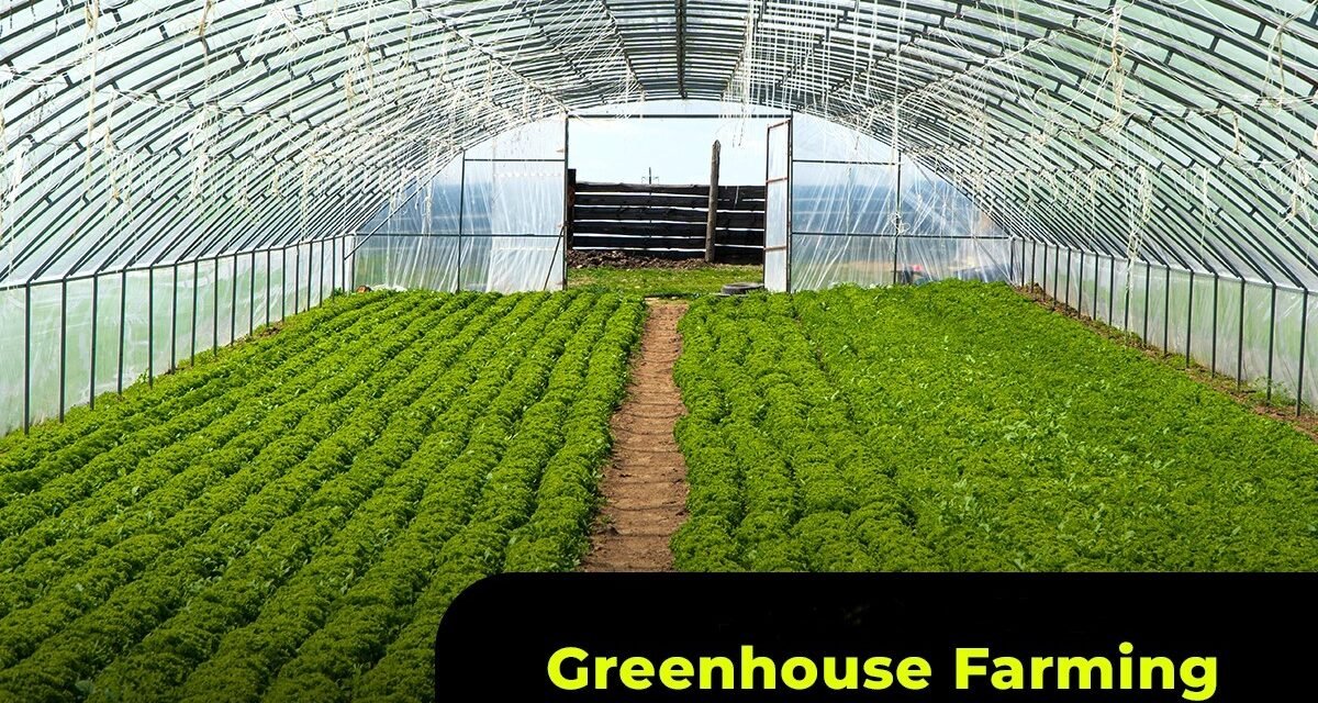 How can greenhouse farming increase the yield of fresh vegetables?