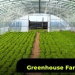 How can greenhouse farming increase the yield of fresh vegetables?