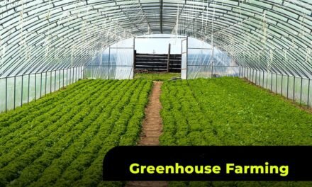 How can greenhouse farming increase the yield of fresh vegetables?