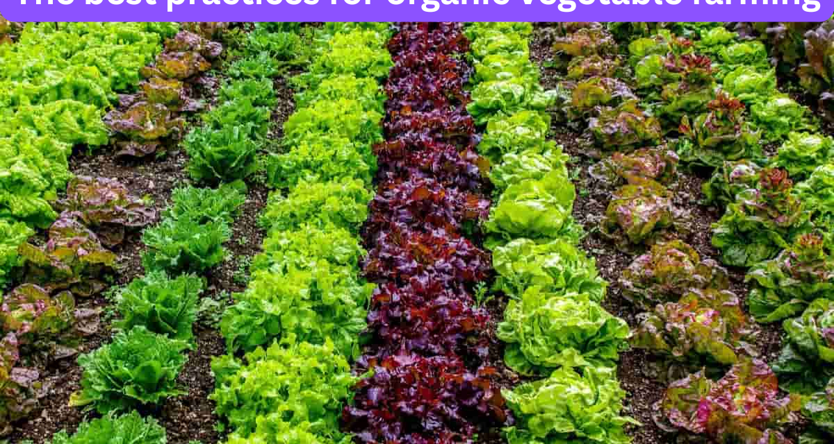 What are the best practices for organic vegetable farming?